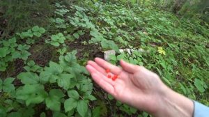 По грибы 11 августа 2018_2 часть.