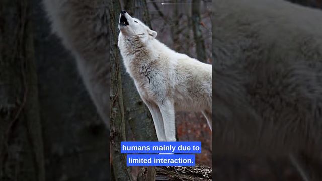 Arctic wolf facts 🐺 #arcticwolf #animals #facts #arctic #wolf