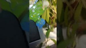 ЗАЦВЕЛА ХОЙЯ .Как быстро и легко размножить хойю.