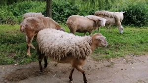 Катумские овцы в Беларуси - обзорное видео нашего хозяйства.