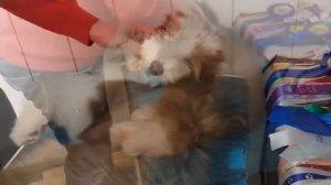Вычесывание #собаки: ухаживаем за шерстью мохнатой овчарки