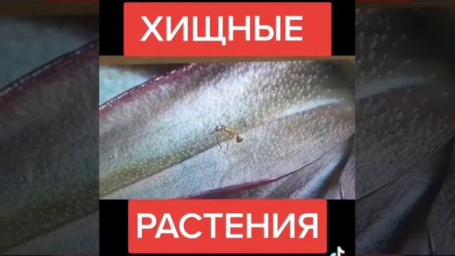 Какие цветы я подарю тещё) Самые романтические цветочки для первого свидания парня с девушкой