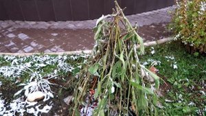 Подготовка сада к зиме 2017: малиновые прутья, укрытие актинидий, утепление приствольных кругов