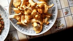 Лисички грибы, сушка