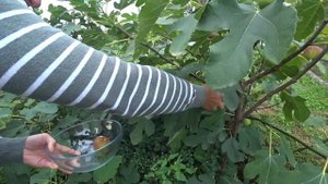 Последний виноград. Про укрытие инжира на зиму. Краснодарский край.