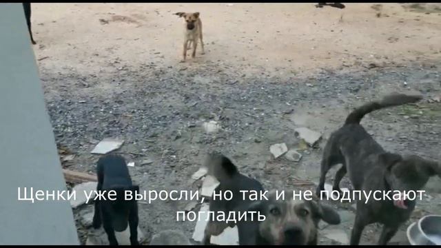 Щенок и кость (животные истории) смотреть онлайн