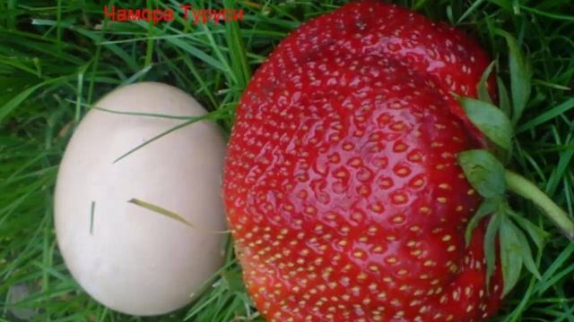 Самые лучшие сорта садовой земляники для Подмосковья. Самые сладкие и крупные ягоды клубники