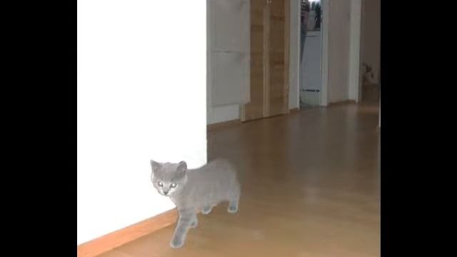 Unser kleiner Kater Luie ( Smokey Feat.Flo-Rider & Git Fresh - What Girls Like) смотреть онлайн