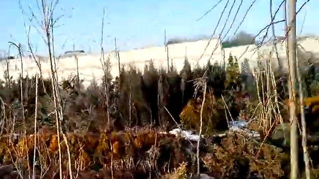 Питомник хвойных декоративных растений в Воронеже