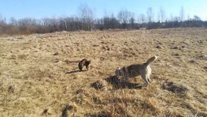 Кошка Бенгал против собаки хаски