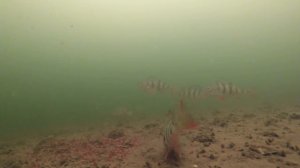 Безмотылка или Мормышка с мотылем??? Выбор Окуня! Первая Зимняя Рыбалка 2018 и Подводная съемка