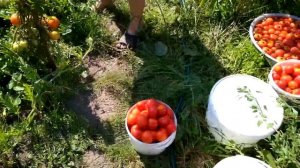 Томатный сок своими руками. Ручная соковыжималка.