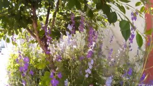 Полевой дельфиниум разных расцветок - красивое, но ядовитое растение