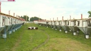 Кроличья ферма в Краснооктябрьском районе