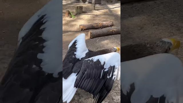 NSK ZOO июнь 2022 смотреть онлайн