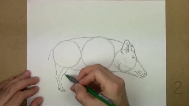 How to Draw a Boar