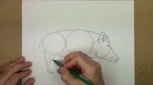 How to Draw a Boar