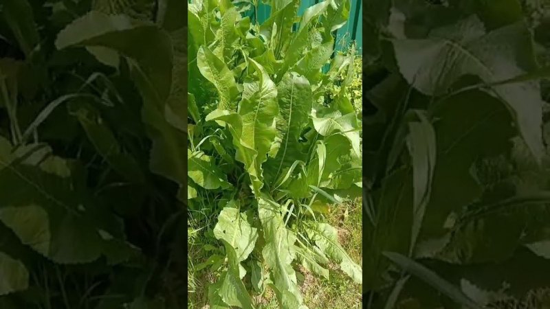 Хрен, который всё знает