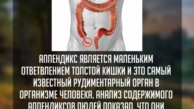 БОЛЕЗНЬ ПАРКИНСОНА МОЖЕТ НАЧАТЬСЯ С КИШЕЧНИКА смотреть онлайн