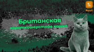 Британская Кошка: Характер и Особенности Породы