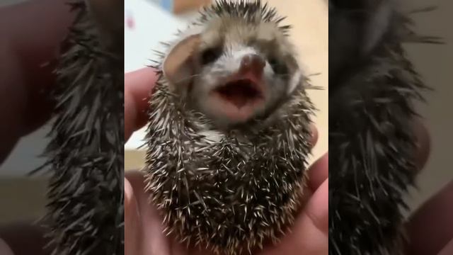 IMG_6109 смотреть онлайн