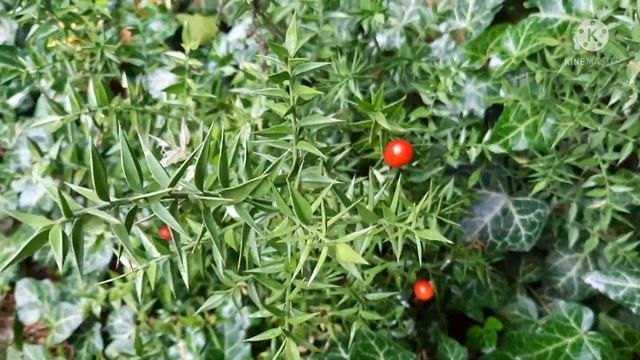 ОСЕННИЙ САД!РУСКУС/ИГЛИЦА/,ДЕВИЧИЙ ВИНОГРАД,ФОРЗИЦИЯ,КЛЕН,ЗЕЛЕНЧУК,БАРБАРИС!!!????? смотреть онлайн