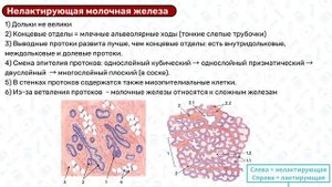 Молочные железы: анатомия, гистология, физиология, строение груди