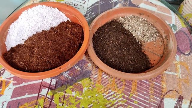 Philodendron micans plant care| Soil mix for philodendron micans смотреть онлайн