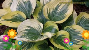 Хоста гибридная Бродвей. Краткий обзор, описание характеристик hosta hybridum Broadway