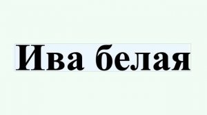 Ива белая