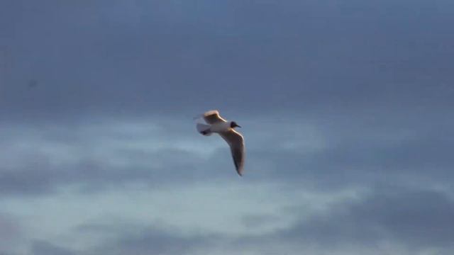 Dreaming of the sea • bamboo flute music - indian bansuri flute смотреть онлайн