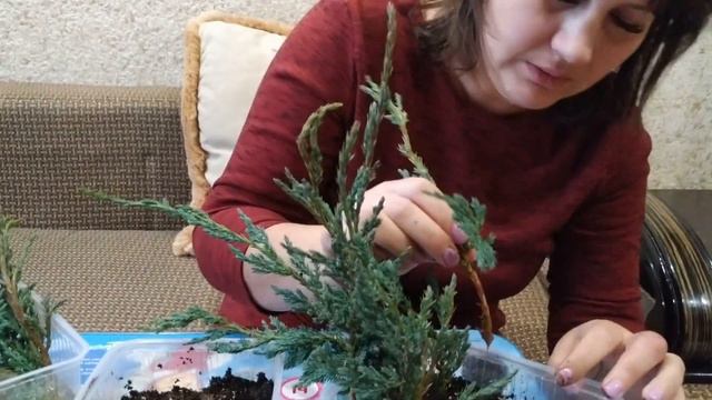 Зимнее черенкование можжевельника