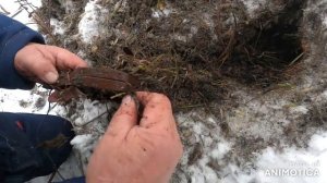 Проверяем капканы и ставим четвёртый капкан на ондатру в зимнюю хатку!