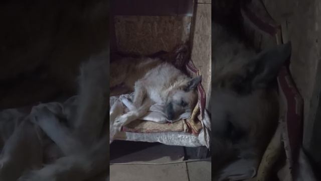 пёс Миша спит и видит сон ! смотреть онлайн