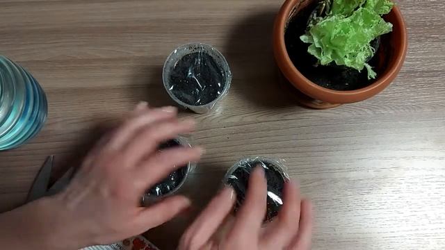 Огурцы на подоконнике. Часть 1 #ОгурцыНаПодоконнике #ОгородНаПодоконнике