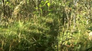 Шикарные грибные трофеи