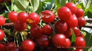 Вишня степная Изобильная (prunus izobilnaya) ? обзор: как сажать, саженцы вишни Изобильная