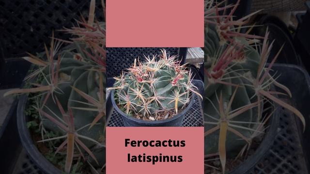 Ferocactus latispinus  #shorts