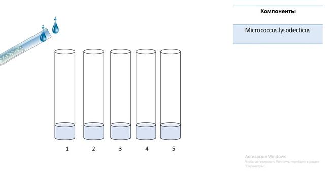 Этапы постановки реакции титрования лизоцима смотреть онлайн