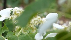 Black Bumblebee on Hydrangea Vine クロマルハナバチ♀がイワガラミに訪花