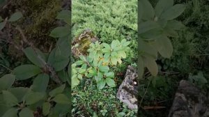 Что растёт под грецким орехом