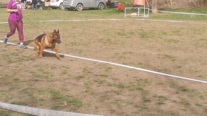 Ветераны кобели 1