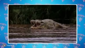 100 Самых Опасных Рептилий В Мире