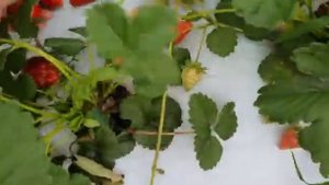 У папы поспела клубника Крапо-10