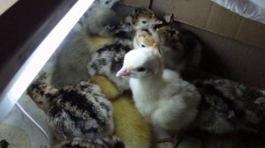 Первый вывод птенцов из инкубатора.