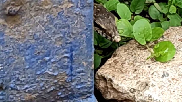 Bengal Monitor Lizard - Juvenile | Varanus bengalensis смотреть онлайн