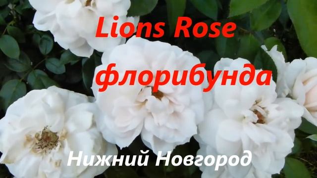 Одолела мучнистая роса ,лмр и чёрная пятнистость.Как я лечу свои розы.Красивое цветение роз далее..