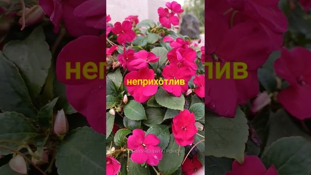 Ванька мокрый  - идеальное растение для кашпо и подвесных корзин