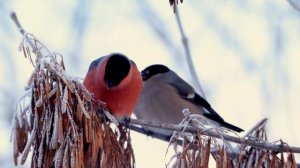 Разнообразие кормов. Дневник натуралиста 6 декабря 2023 г.