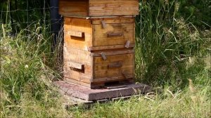 Рой в улье Варре - мой опыт жизни с пчёлами в самодельном улье